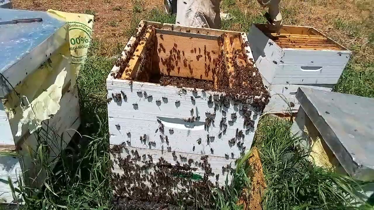درس تطبيقي لطريقة وضع حاجز ملكي لخلية بعاسلتين بكل سهولة لجني العسل . للمبتدئين في تربية النحل .