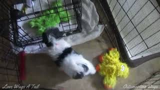 10 Week Old Shichon Pup and Water Puzzles by Love Wags A Tail 190 views 3 months ago 3 minutes, 41 seconds