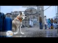Рекламная заставка (Первый канал, 2018) Собака и Фото