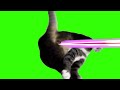 猫ミーム Catmeme GB素材 Greenscreen 猫ミーム 猫meme 猫マニ Catmemes