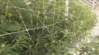Georgia lawmakers to consider including patients with chronic conditions in limited cannabis program
