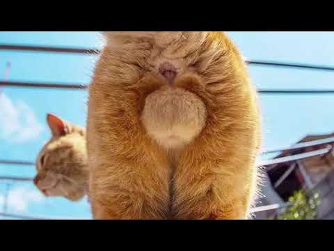 Попы женщин кошек фото Попы женщин кошек фото