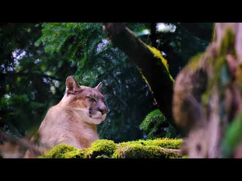 Vídeo: Onde O Puma Vive Na Natureza?