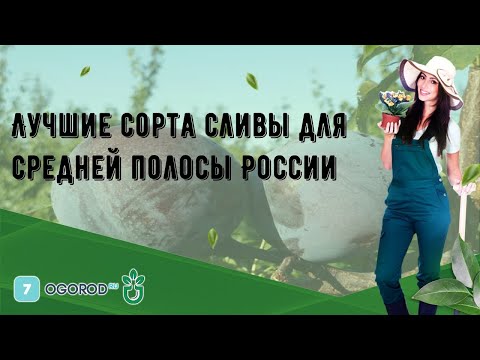 Видео: Нов интересен сорт дрян - жълт дрян