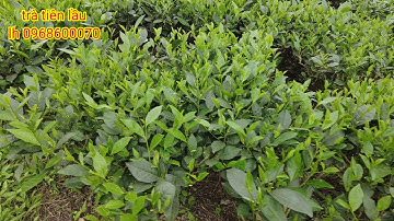 Đường đến vùng chè (trà) thái nguyên thật tuyệt vời