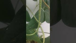 lobia harvesting in my kitchan garden #birdsong #animals #nature