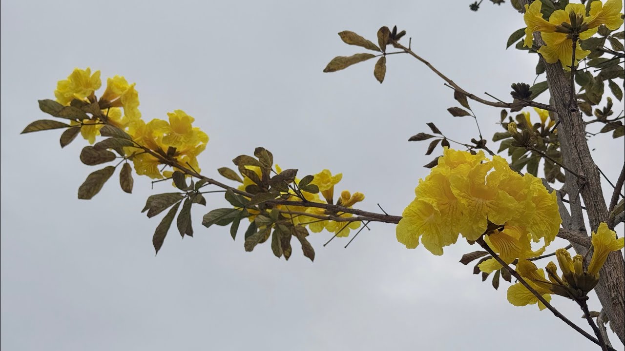 【單車騎士】每天堅持騎行20K。今兒到郊外，看見道路兩旁，橙紅黃綠，繁花正盛，甚是好看！新城路寬闊清爽，人車皆稀，迎風騎行分外暢快，可惜綠道屢被佔用，只得在人縫路隙間小心穿梭，快意與無奈並行。