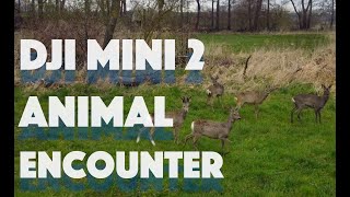 DJI Mini 2 - Animal encounter by Leander Modersohn 78 views 3 years ago 4 minutes, 1 second