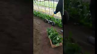スリム君イエロー令和 カミイエ農機具製作所 - YouTube