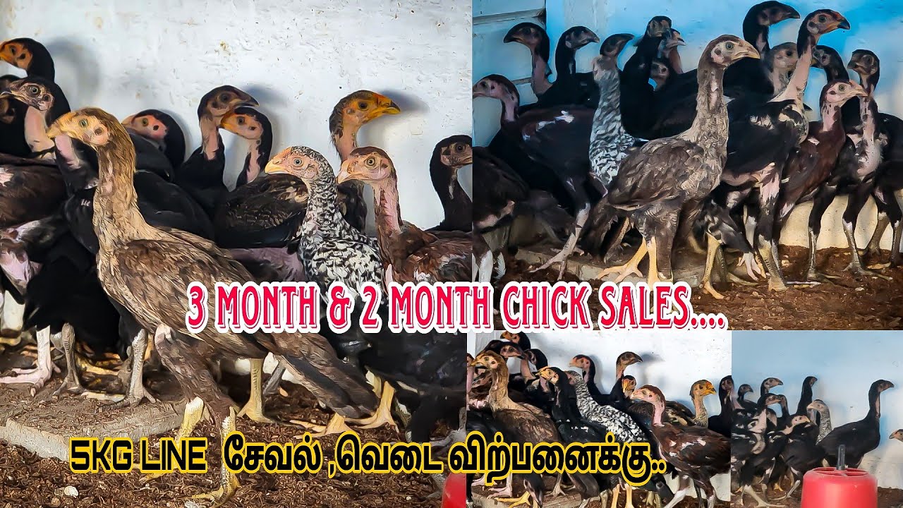 3 month,2 month  Peruvedai Lineage Chicks sales - 5kg line set Chicks Available|Top Quality Guarenty