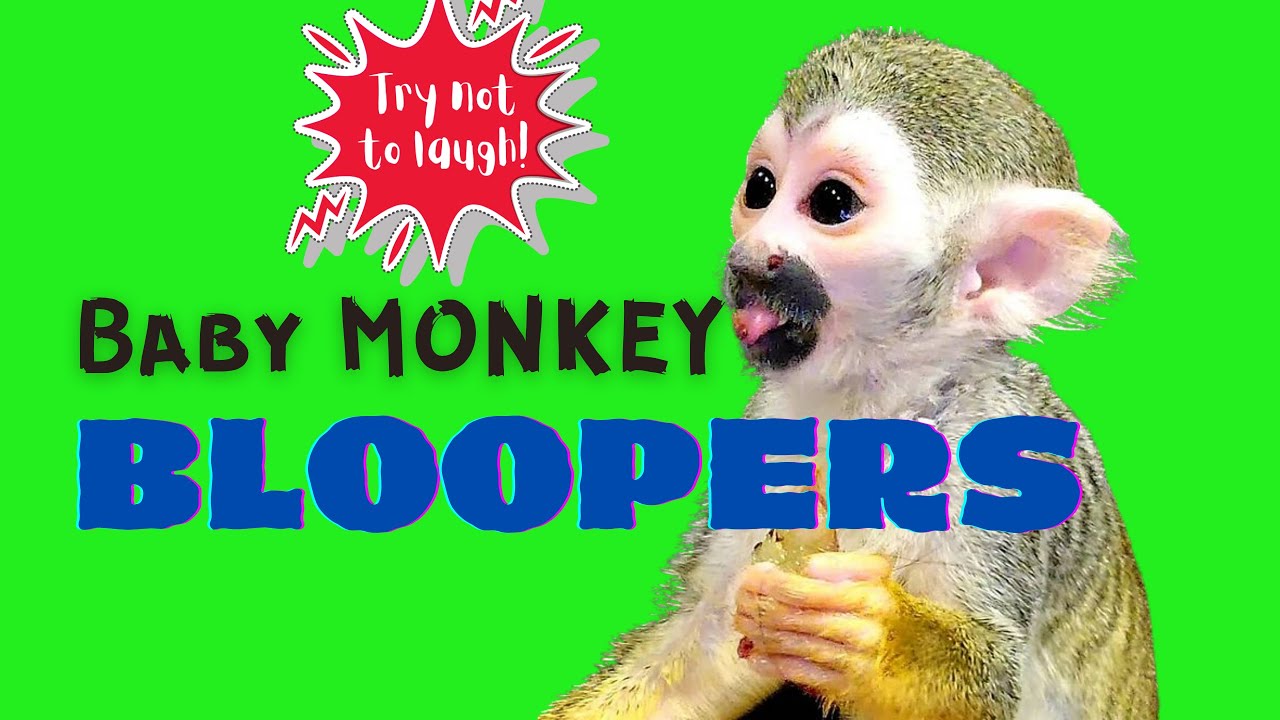 Baby Squirrel MONKEY BLOOPERS *Try not to laugh!