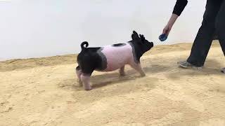 44-3 x gilt