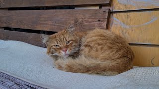 Poor Yellow Cat sleeping in a corner so as not to get cold in the cold. screenshot 5