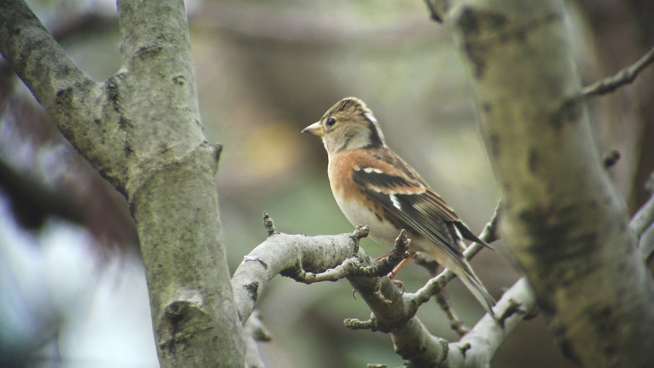 Brambling