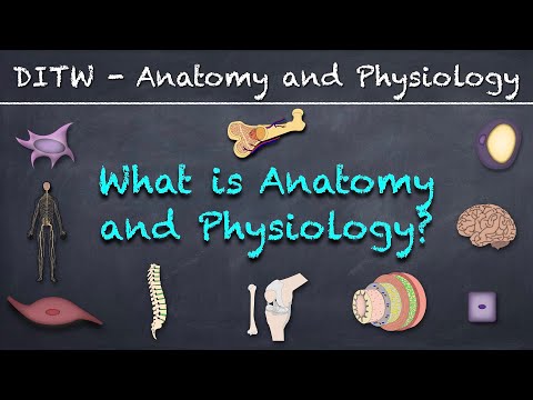 DITW - What is Anatomy and Physiology?