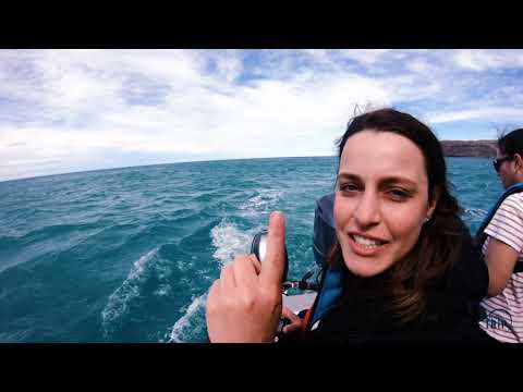 Vídeo: Onde ver golfinhos na Nova Zelândia