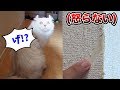 猫は叱っても意味がないらしい!