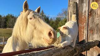 Adopted $1,000 Horse No One Wanted… Then One Tiny Kitten Started Something Unbelievable