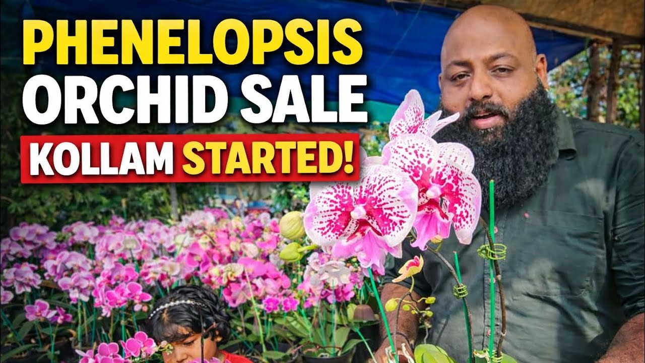 Orchid sale kollam എങ്ങനെ ഉണ്ട് കൊള്ളാമോ 