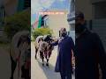Gujjar With Rajab Dangerous Cow😍 #rajabfamily #youtubeshorts #shortsfeed #shortsviral #shorts