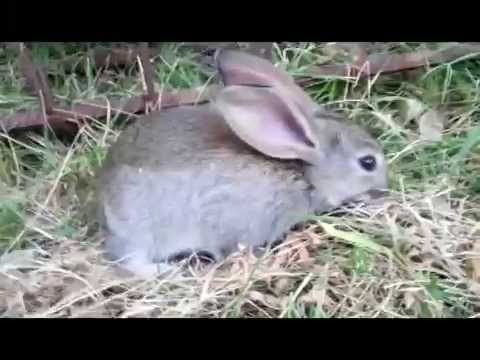 ცანცარა ნაცარა