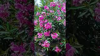 এই ব্যাযা রাত্র এই হাউয়া একটু তোমায় কাছে পাউয়া#ইউটি #ebbandflow #everex