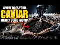 How CAVIAR is Made — The Industrial Process