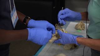 Introduction to Adult Echocardiography Live Course Recap
