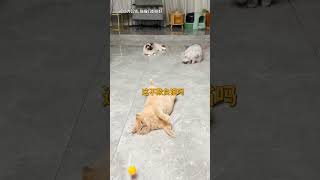 【#乔巴日记】猫:我对你的信任慢慢崩塌 #萌宠成精了 #猫咪 #猫咪的迷惑行为 #动物的迷惑行为