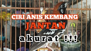 CHARACTERISTICS OF MALE ANIS KEMBANG, ACCURATE!!!