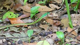 Giant Parrot Snake / Lora (Leptophis ahaetulla), French Guiana