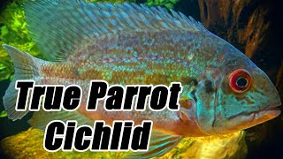 True Parrot Cichlid | Care Guide & Species Profile