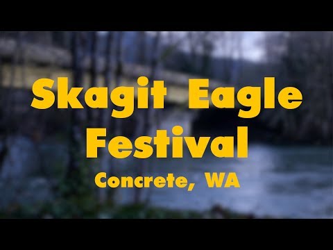 Skagit Eagle Festival in Concrete, WA (January 2018)