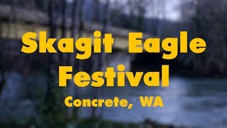 Skagit Eagle Festival in Concrete, WA (January 2018)