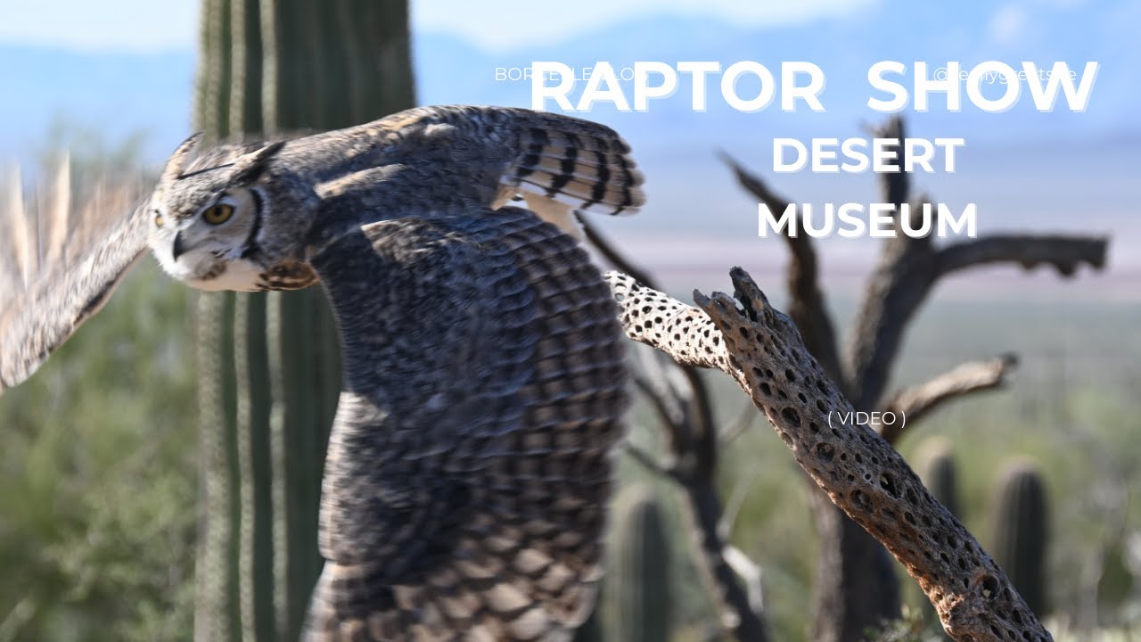 Raptor Show at Arizona Sonoran Desert Museum
