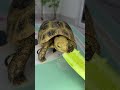 Tortoise eating cucumber 04 #foryou #foryou