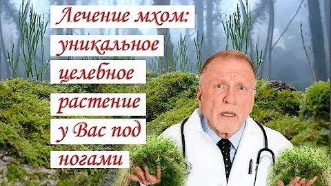 Лечение мхом уникальное целебное растение у Вас под ногами
