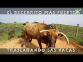 Toros de Millares: becerrito fuerte y valiente, traslado de vacas a corrales | Toros desde Andalucía