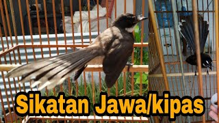 Suara pancingan burung sikatan jawa