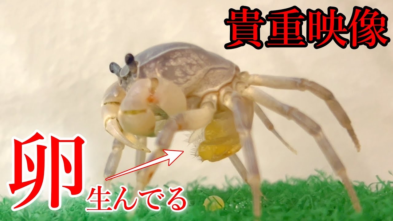 【貴重映像】卵がこぼれる…サワガニの産卵シーン撮影しました #サワガニ #アクアリウム #カニ #サワガニ飼育 - YouTube