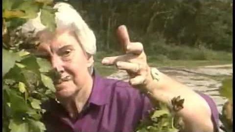 1990 Wx Forecaster Helen Lane
