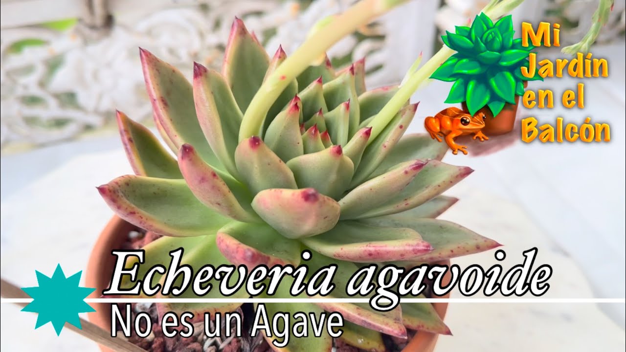 Echeveria Agavoide: diferencias con los Agaves