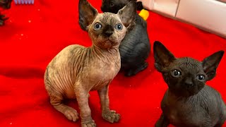TINY Baby Kittens Act Like Big, Tough Cats 💪 by Ari-Gato Cats 337 views 4 months ago 1 minute, 41 seconds