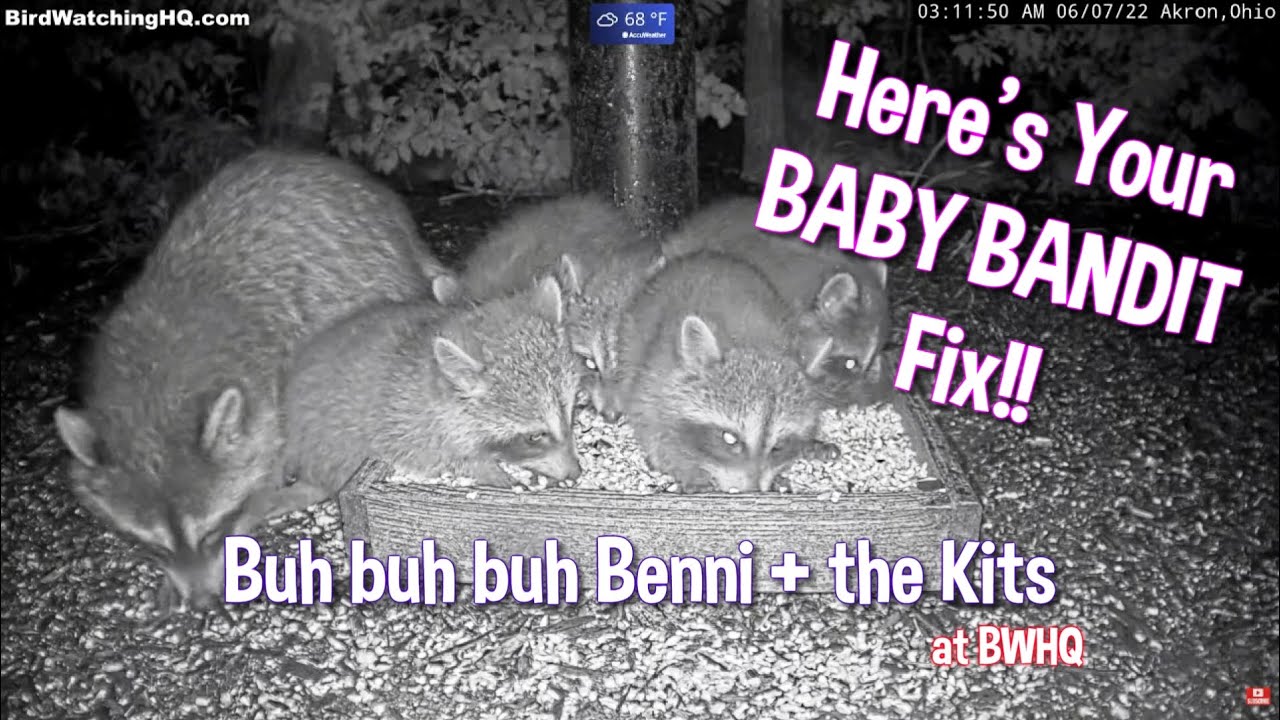 Here's Your Baby 🦝 Bandit Fix!! at BWHQ - 6.7.22