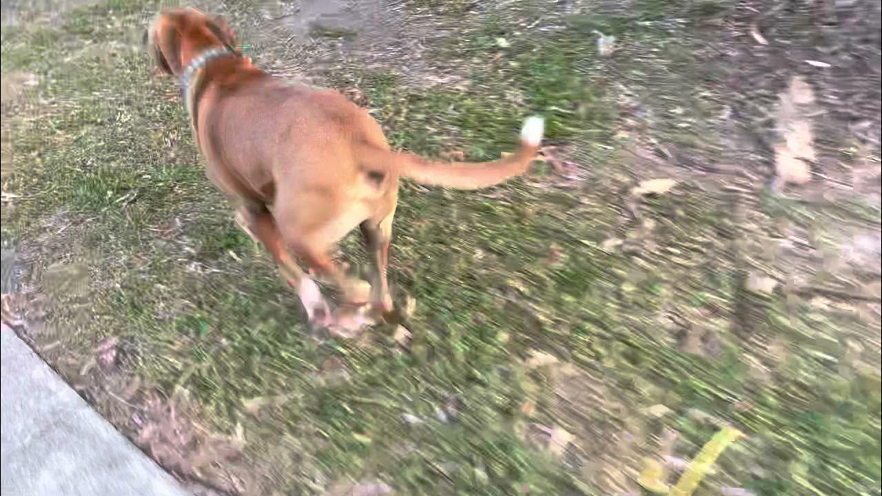 Why dog peeing on tree/ dog marking their territory YouTube