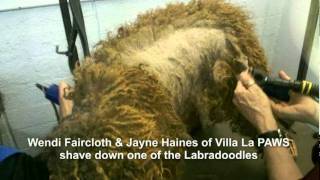 Villa La PAWS Helps Poodles In Need: 12/21/11