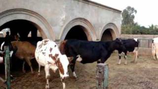 Maiken dairy farm Sargodha