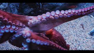 Coast Digital And The Monterey Bay Aquarium 2