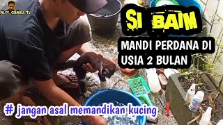 Cara memandikan kucing Usia 2 bulan