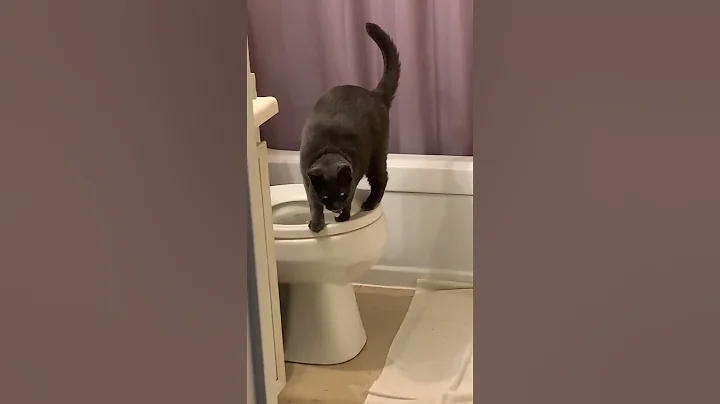 Video 4453671: cat playing jumping, funny cat jumping, cat bag